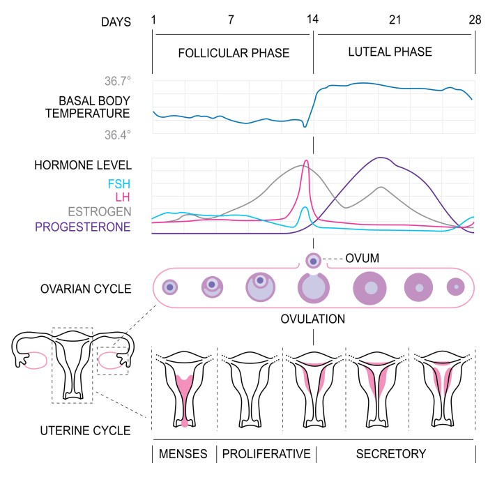 menstrualni-cikel